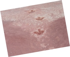 It was so cool to see dinosaur tracks.