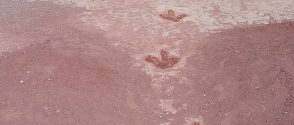 It was so cool to see dinosaur tracks.
